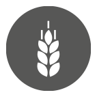 Gluten